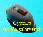 Cypraea stolida salaryensis, Bozzetti 2008